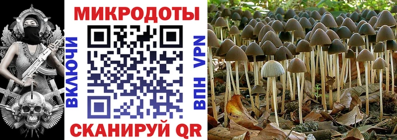 это как зайти  Горно-Алтайск  Галлюциногенные грибы Cubensis 